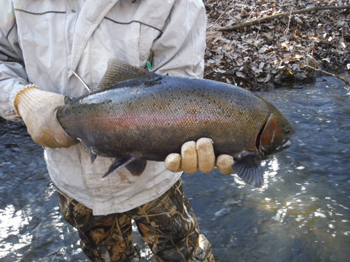Big Male